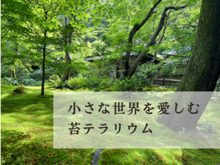 【お申込み受付終了】【第七回】小さな世界を愛しむ　苔テラリウム